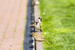 Sparrow in summer day Sparrow in summer day