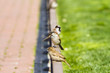 Urban sparrow on bronze fence Urban sparrow on bronze fence