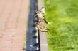 Street sparrow on little bronze fence Street sparrow on little bronze fence