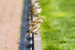 Young curious group of sparrows Young curious group of sparrows