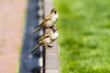 Sparrow (Passer domesticus) in a fence during a sunny summer day Sparrow (Passer domesticus) in a fence during a sunny summer day