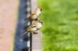 Couple of house sparrow (Passer domesticus) in a fence during a Couple of house sparrow (Passer domesticus) in a fence during a