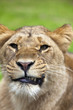 Angry Lioness