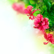 Hibiscus Flower border Design over white Hibiscus Flower border Design over white