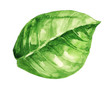 Watercolor illustration of green leaf isolated on white