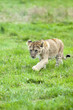 Lion Cub running across the grass