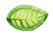 Watercolor illustration of green leaf isolated on white