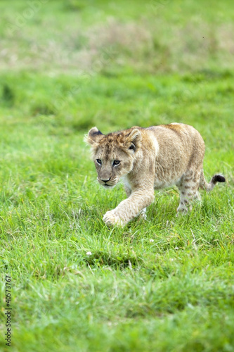 Photo: Lion Cub running across the grass Lion Cub running across the grass