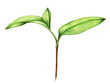 Watercolor illustration of young plant on white