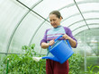 gardener watering   tomatoes