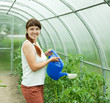 gardener watering   tomatoes