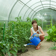gardener watering