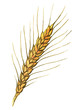 Watercolor illustration of wheat ear on white