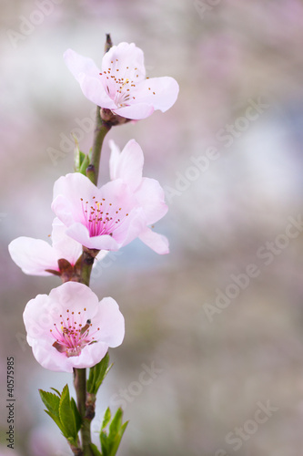 Photo: Fresh, spring tree with pink blossoms Fresh, spring tree with pink blossoms