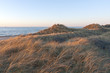 Lyme Grass in the Sunset