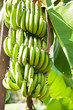 Banana tree with a bunch of bananas Banana tree with a bunch of bananas