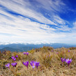 Spring landscape with the cloudy sky and Flower Spring landscape with the cloudy sky and Flower