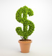 Illustration: Pot plant shaped like a dollar sign Pot plant shaped like a dollar sign