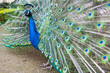 peacock's beauty