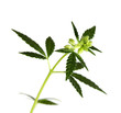 Leaf of hemp on white background (isolated) Leaf of hemp on white background (isolated)