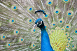 peacock's head