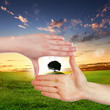 Human hands and green plant