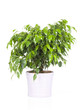 Photo: ficus dans pot déco ficus dans pot déco