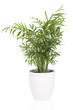 Photo: areca dans pot blanc areca dans pot blanc