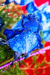blue rose