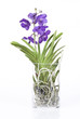 Photo: orchidée vanda dans pot en verre cylindrique orchidée vanda dans pot en verre cylindrique