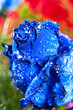 blue rose