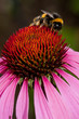 Foto: Pink Echinacea flower Pink Echinacea flower