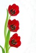 Leinwanddruck Bild - red tulips