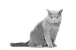 young British blue cat sitting on isolated white young British blue cat sitting on isolated white