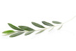 Olive twig on white, clipping path included