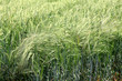 Green wheat field on a summer day