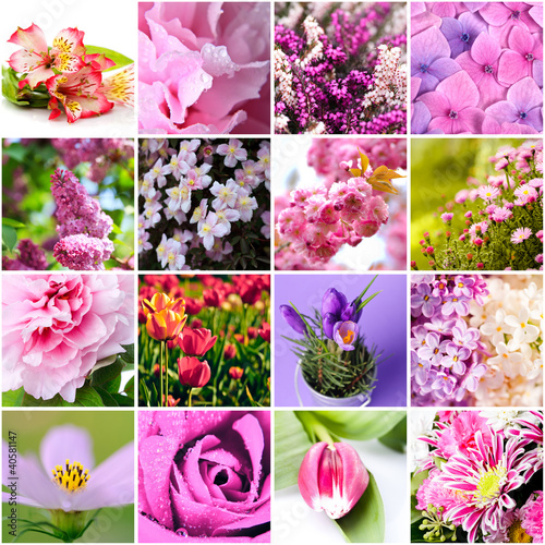 Photo: lilac and pink flowers lilac and pink flowers