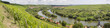 weinreben in unterfranken an der mainschleife
