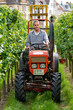 Winzer bei der Arbeit