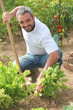 Man tending to his garden