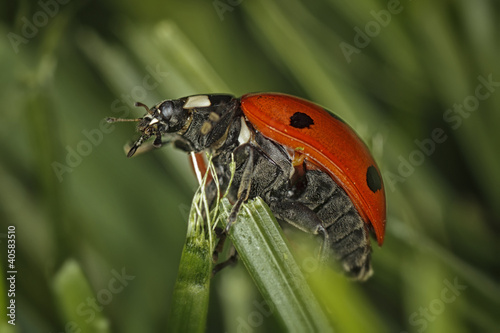 Photo: Ladybug on top Ladybug on top