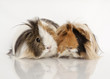 Foto: Guinea pig Guinea pig