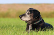 Hundesenior