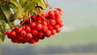 Video: Wild red rowan swing on a wind Wild red rowan swing on a wind