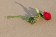 Rosa e Mar