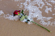 Rosa e Mar