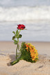 Rosa e Mar