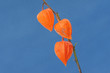 Lampionblumen