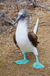 Foto: Taking a step Taking a step