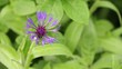 Strange purple flower, slightly swaying in the wind.